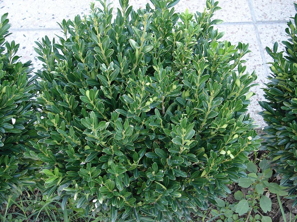 Buxus sempervirens - Lookup BeforeBuying